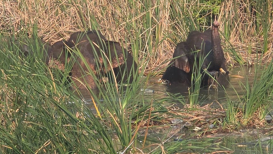 கோவை ஐடி பார்க் அருகே வந்த யானைகள்