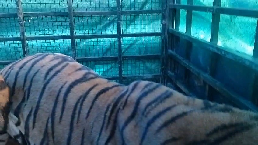 கூண்டுக்குள் சிக்கிய புலி