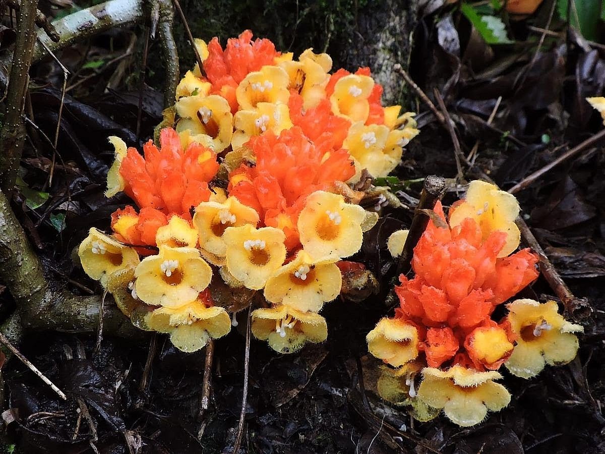 Campbellia aurantiaca