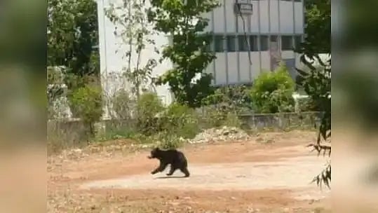 குடியிருப்புக்குள் புகுந்த கரடி