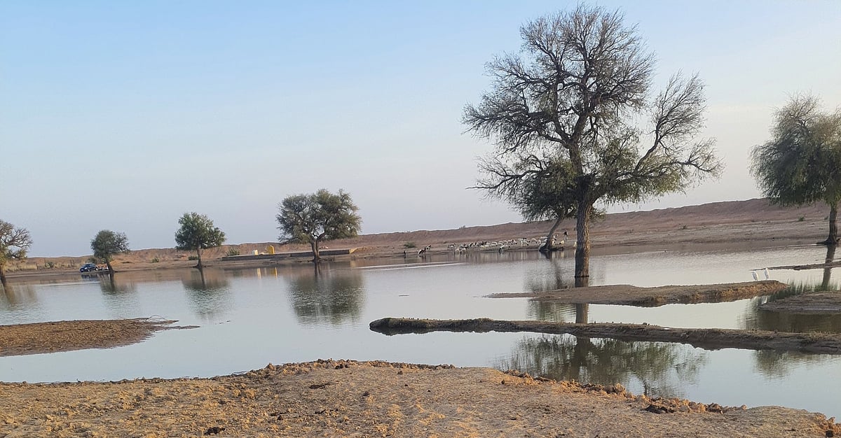 பாலைவன நீர்நிலை