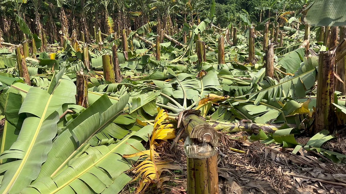 வெட்டிச் சாய்க்கப்பட்ட வாழைகள்