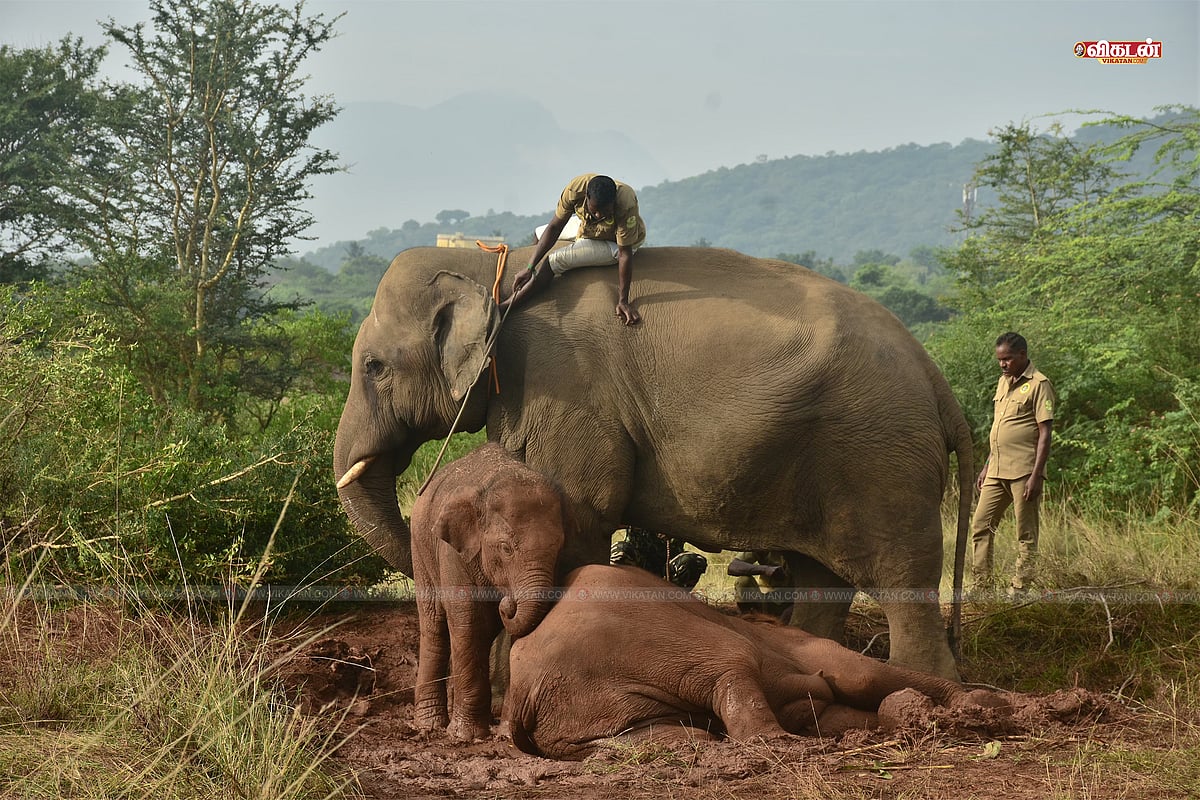 மே 2025 - மருதமலை அருகே நோய்வாய்ப்பட்டு யானைக்கு சிகிச்சை 