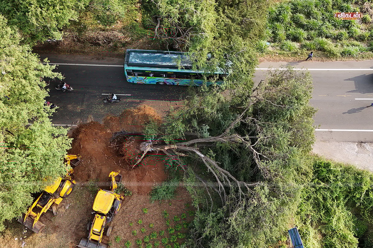 மார்ச் 2025 - சாலை விரிவாகத்திற்க்காக அன்னூர் - மேட்டுப்பாளையம் சாலையில் வெட்டப்பட்ட மரங்கள் 