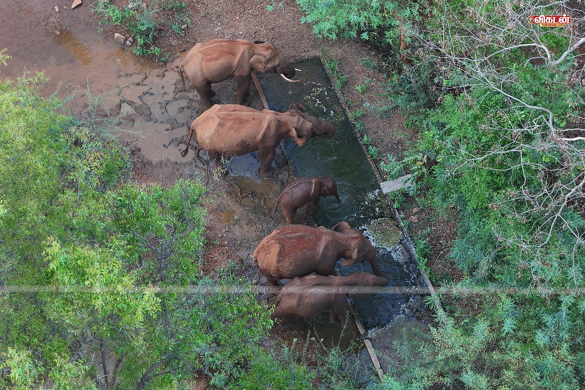 மே 2025 - கோடை காலத்திற்காக வனவிலங்களுக்கு அமைக்கப்பட்ட பிரத்யேக தொட்டியில் நீர் அருந்தும் யானை கூட்டம் 
