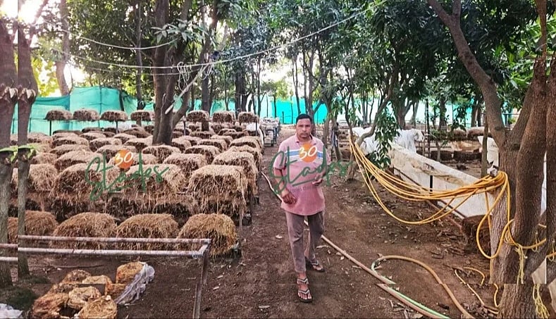 5 டன் விதை உற்பத்தி: மாமரத்து நிழலில் காளான் வளர்ப்பு... தினமும் ரூ.10,000 ஈட்டும் பட்டதாரி விவசாயி!