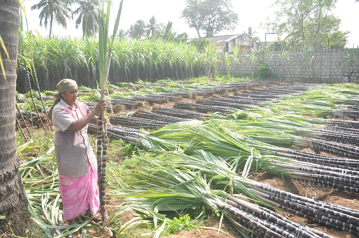 நெருங்கும் பொங்கல் பண்டிகை; ஈரோட்டில் செங்கரும்பு அறுவடை ஜரூர்! | Photo Album