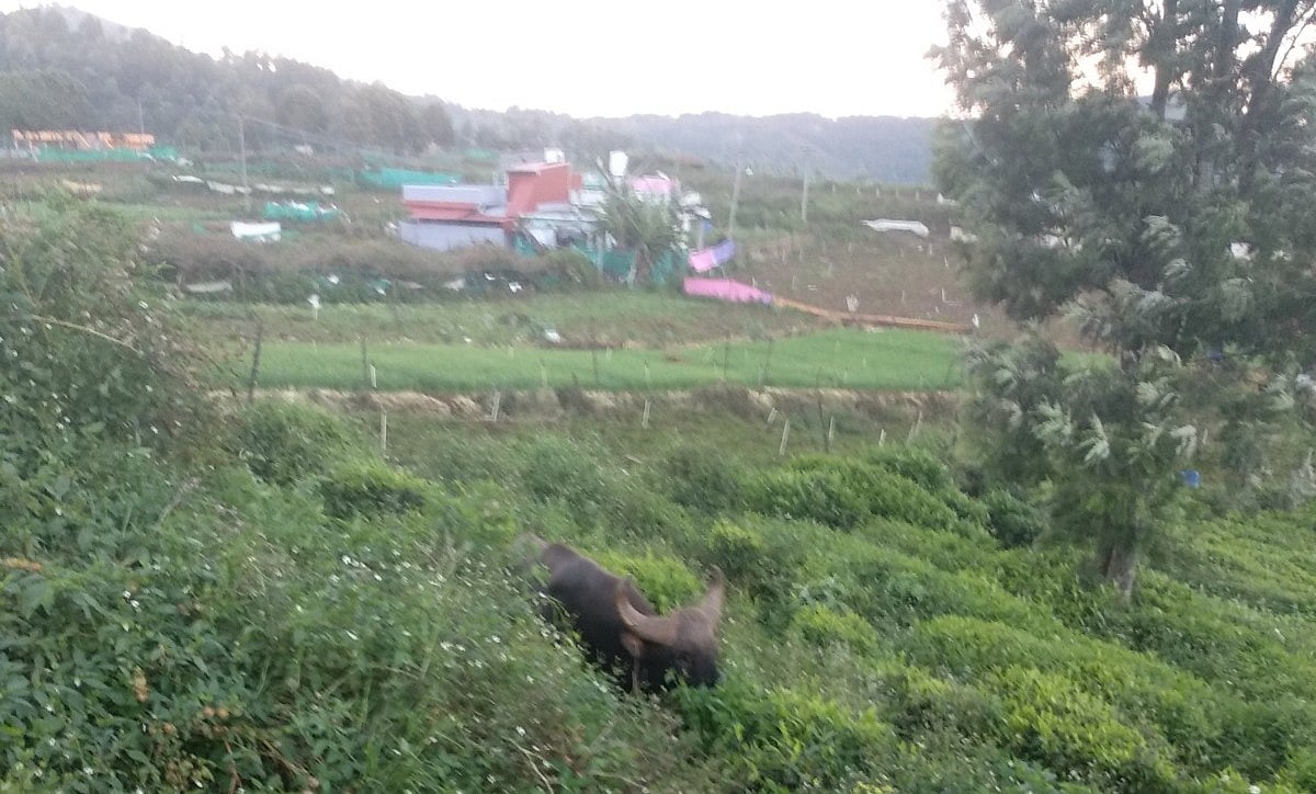 காட்டுமாடு 