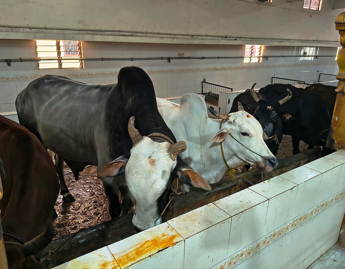 திருநெல்வேலி: அருகன்குளம் ஸ்ரீ எட்டெழுத்து பெருமாள் திருக்கோயில் கோசாலை மாட்டு பொங்கல் விழா.!