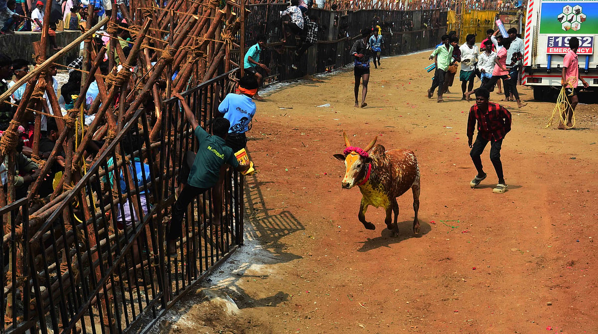 பாலமேடு: வீரத்தின் திருவிழா – கோலாகலமாக நடந்த ஜல்லிக்கட்டு!