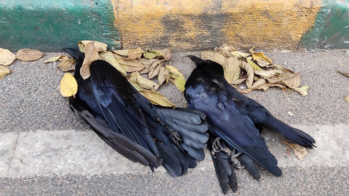 பறவைக் காய்ச்சல்