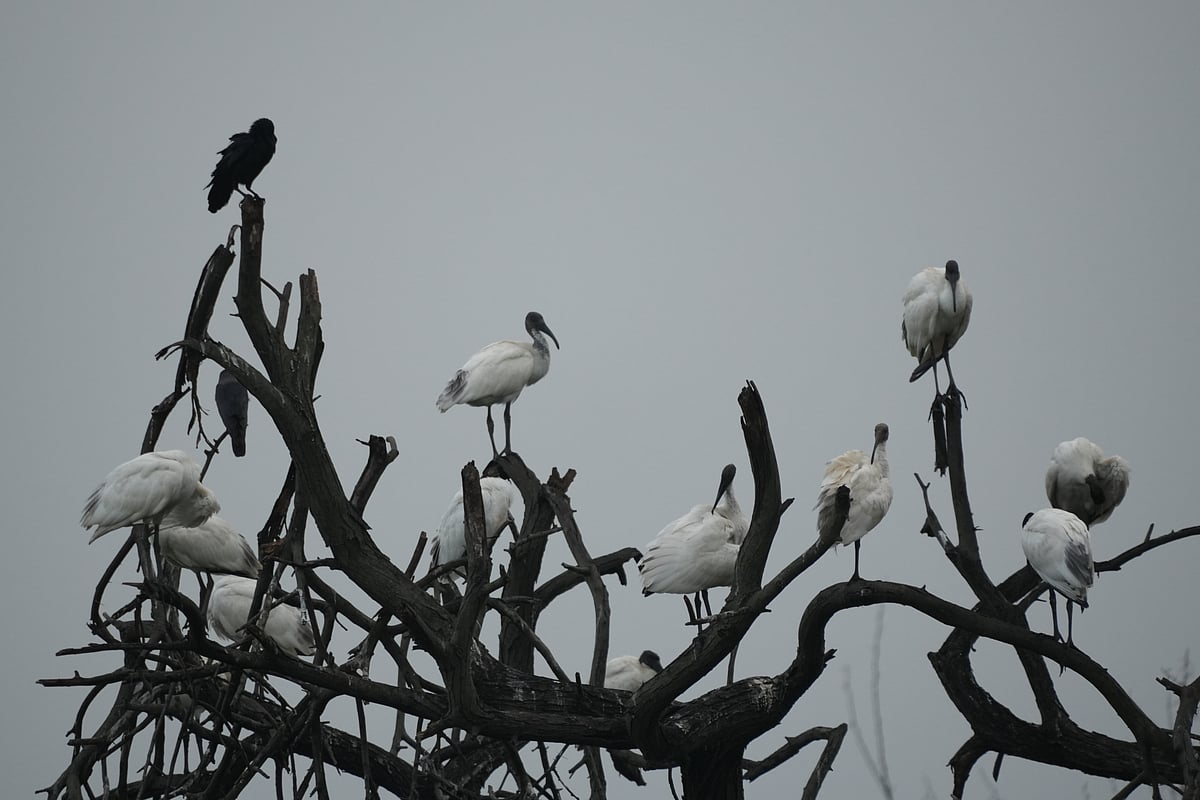 69-இனங்கள்;-21,091-பறவைகள்...-பாசனக்-குளங்களின்-முக்கியத்துவத்தை-உணர்த்தும்-வலசை-பறவைகள்!