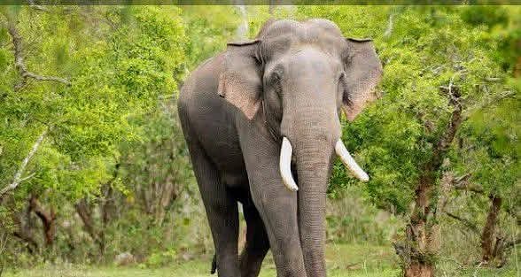 நீலகிரி:-மார்க்-டவிடார்-என்ற-மனிதரும்-ரிவால்டோ-யானையும்...-பாசப்-பிணைப்பின்-கதை---கலங்கும்-மக்கள்!