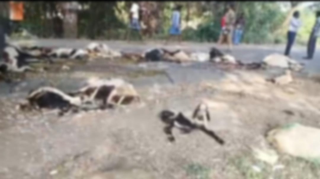 மதுபோதையில்-டிராக்டரை-ஓட்டிய-நபர்;-ஆட்டுமந்தையில்-மோதி-81-ஆடுகள்-பலி---திருச்சியில்-&#