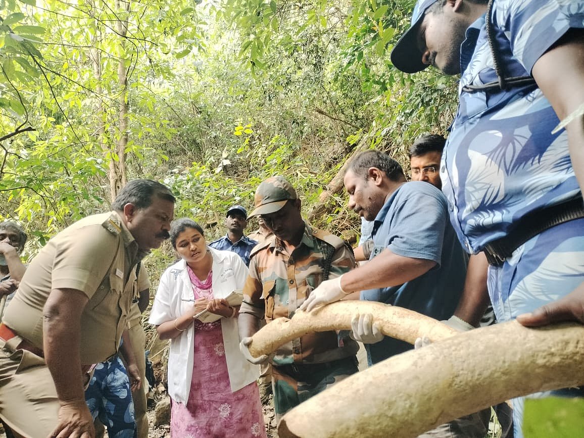 மீட்கப்பட்ட தந்தங்கள் 
