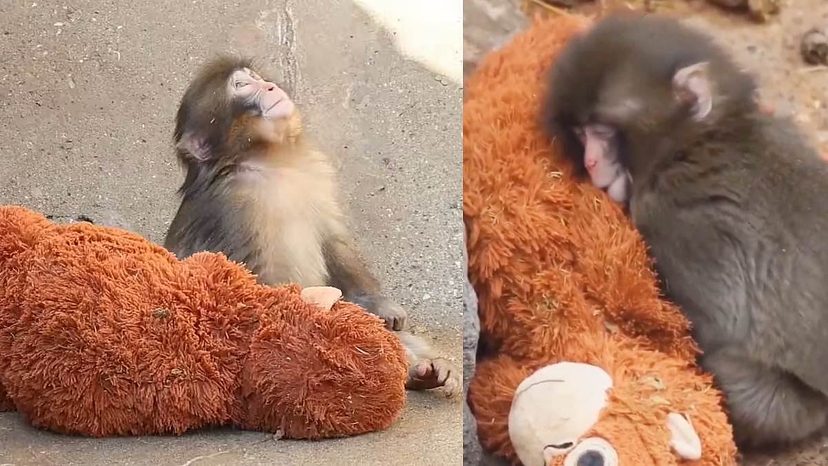 கைவிட்ட-தாய்...-அரவணைத்த-பொம்மை;-இதயங்களை-வென்ற-குட்டிக்-குரங்கு-உணர்த்தும்-வாழ்க்கை-பாடம்!