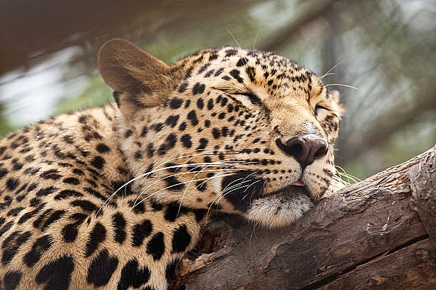 சிறுத்தை