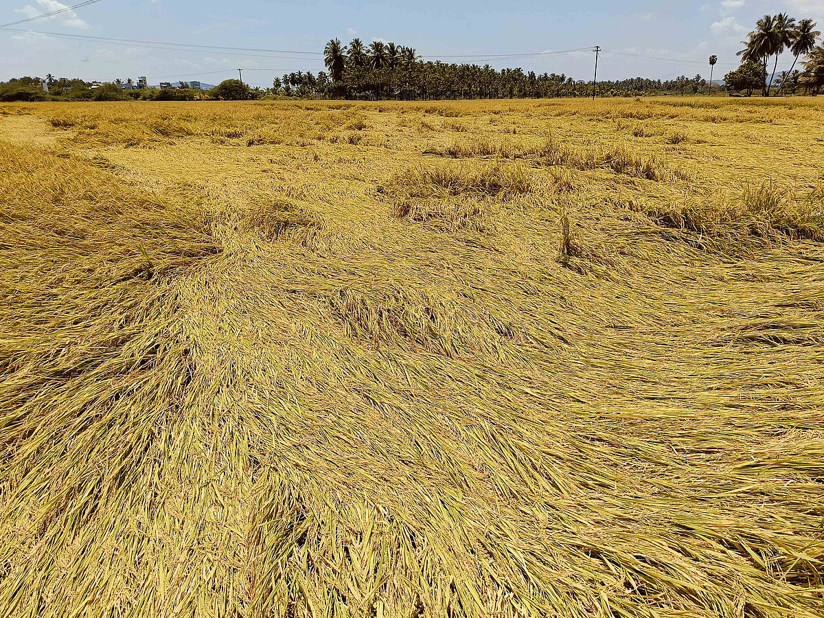 மதுரை:-ஆலங்கட்டி-மழையின்-தாக்கம்;-உதிர்ந்து-கொட்டிய-நெல்-மணிகள்...-விவசாயிகள்-வேதனை-|-Album