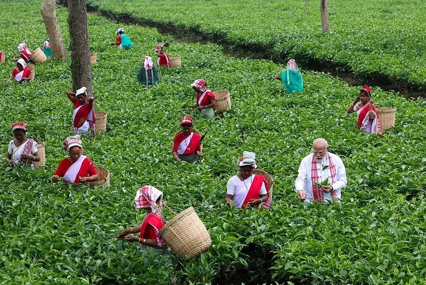அஸ்ஸாமில் தேயிலை பறித்து வாக்கு சேகரித்த பிரதமர் மோடி - வைரலாகும் புகைப்படங்கள்|Photo Album