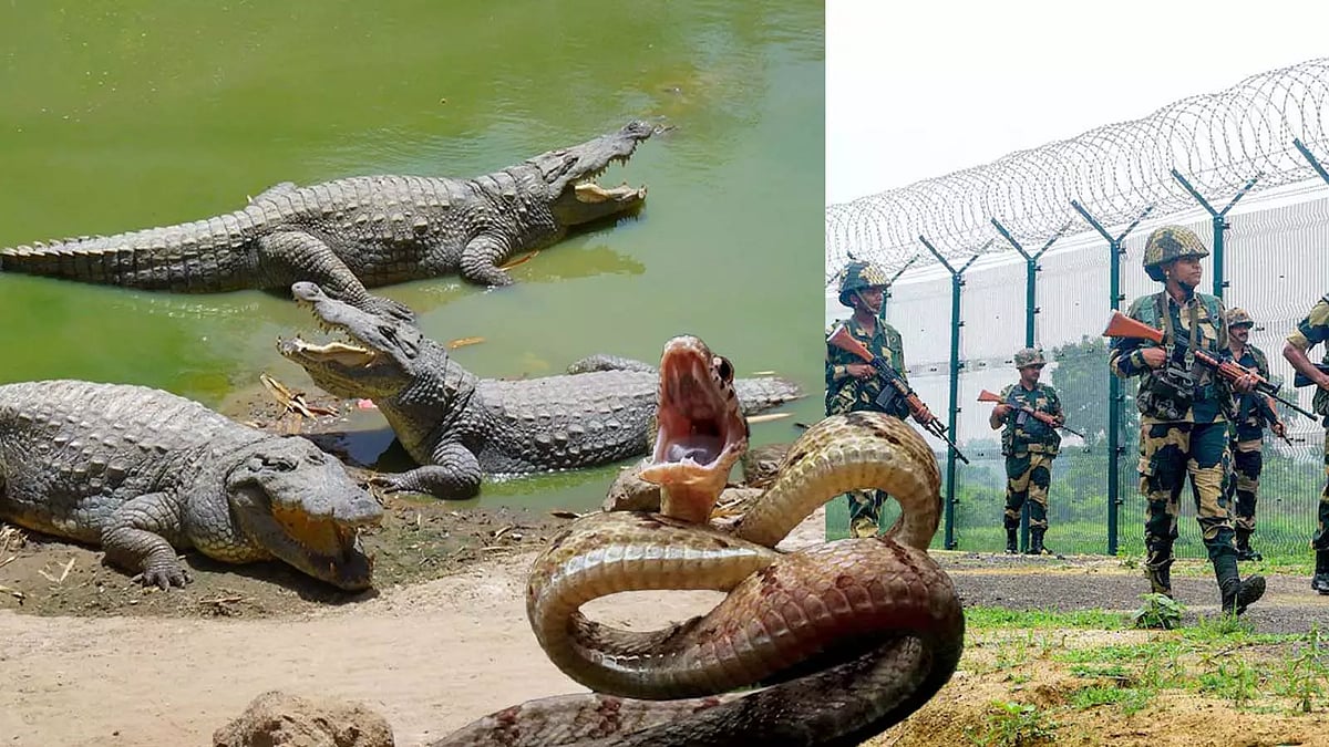 வங்கதேச எல்லையில் தொடரும் ஊடுருவல்; பாம்பு, முதலைகளைப் பயன்படுத்தப்போகும் எல்லைப் பாதுகாப்புப் படை