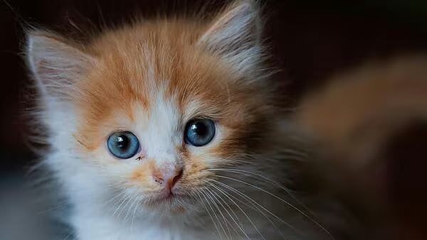 Kitten Custody Battle