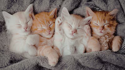 Kitten Custody Battle