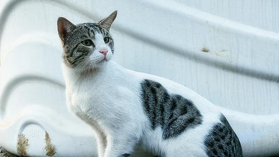 Kitten Custody Battle