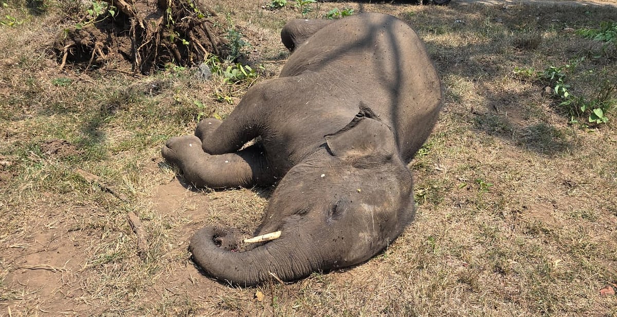 உயிரிழந்த யானை 