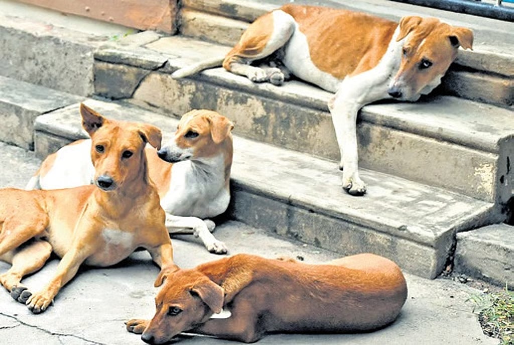 தெருநாய்கள்