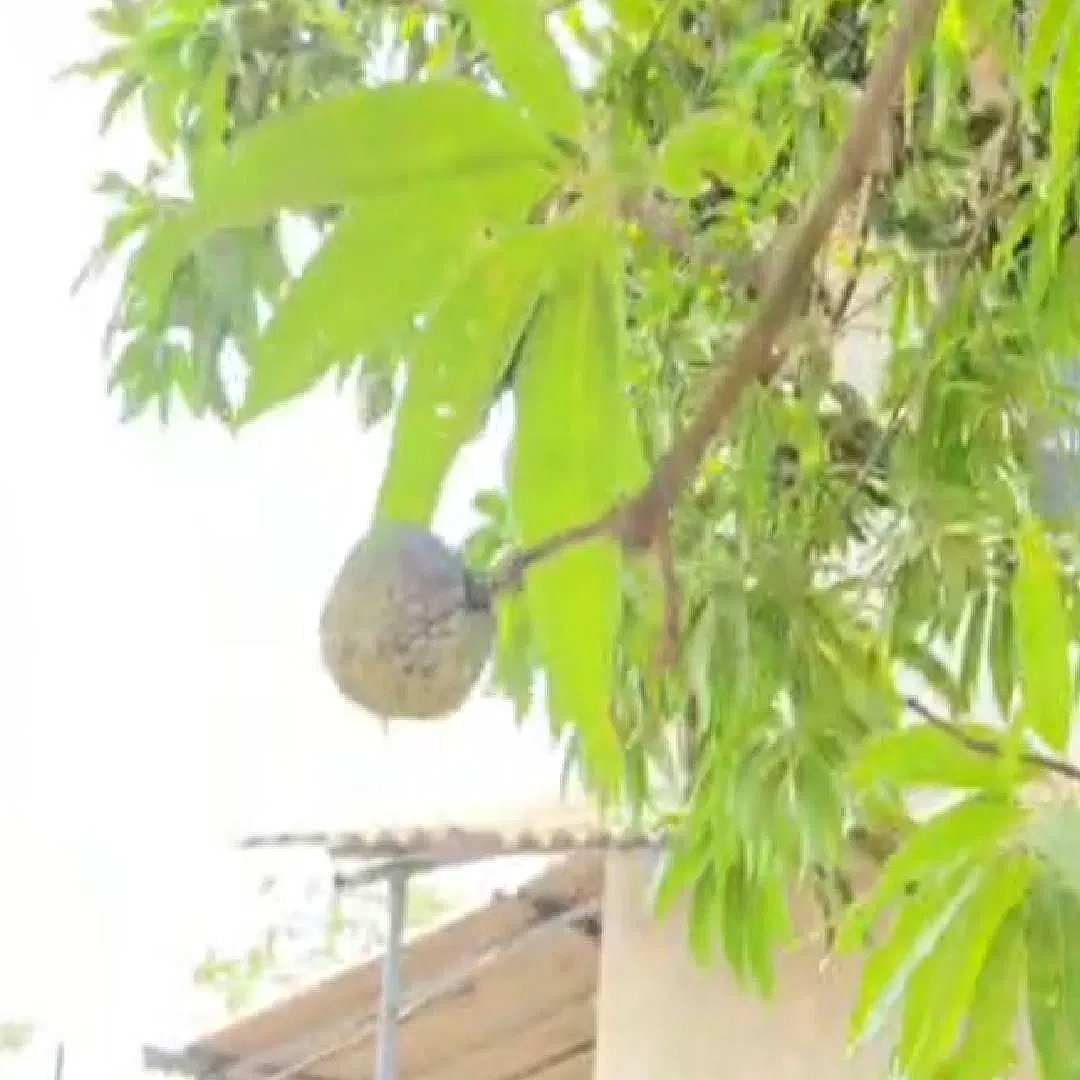 மாமரத்தில் சீதாப்பழம்
