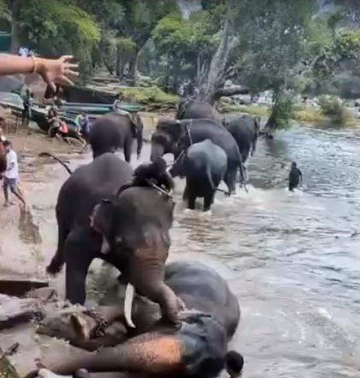குடகு யானைகள் சண்டை