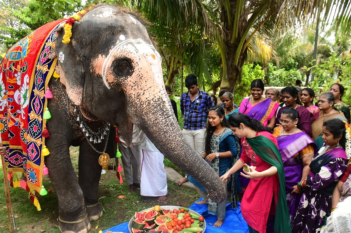 அகிலா யானை