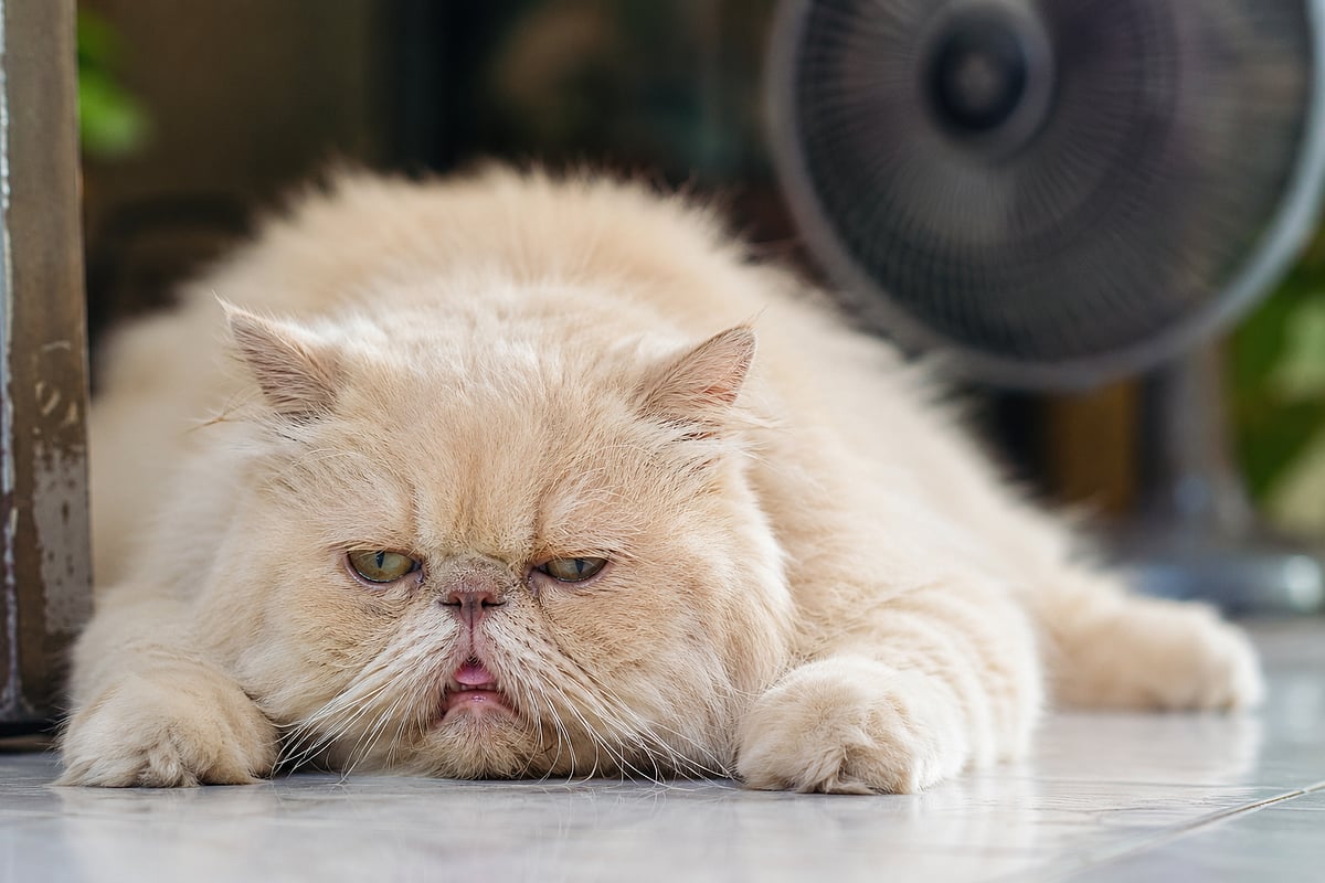 Heat Stroke