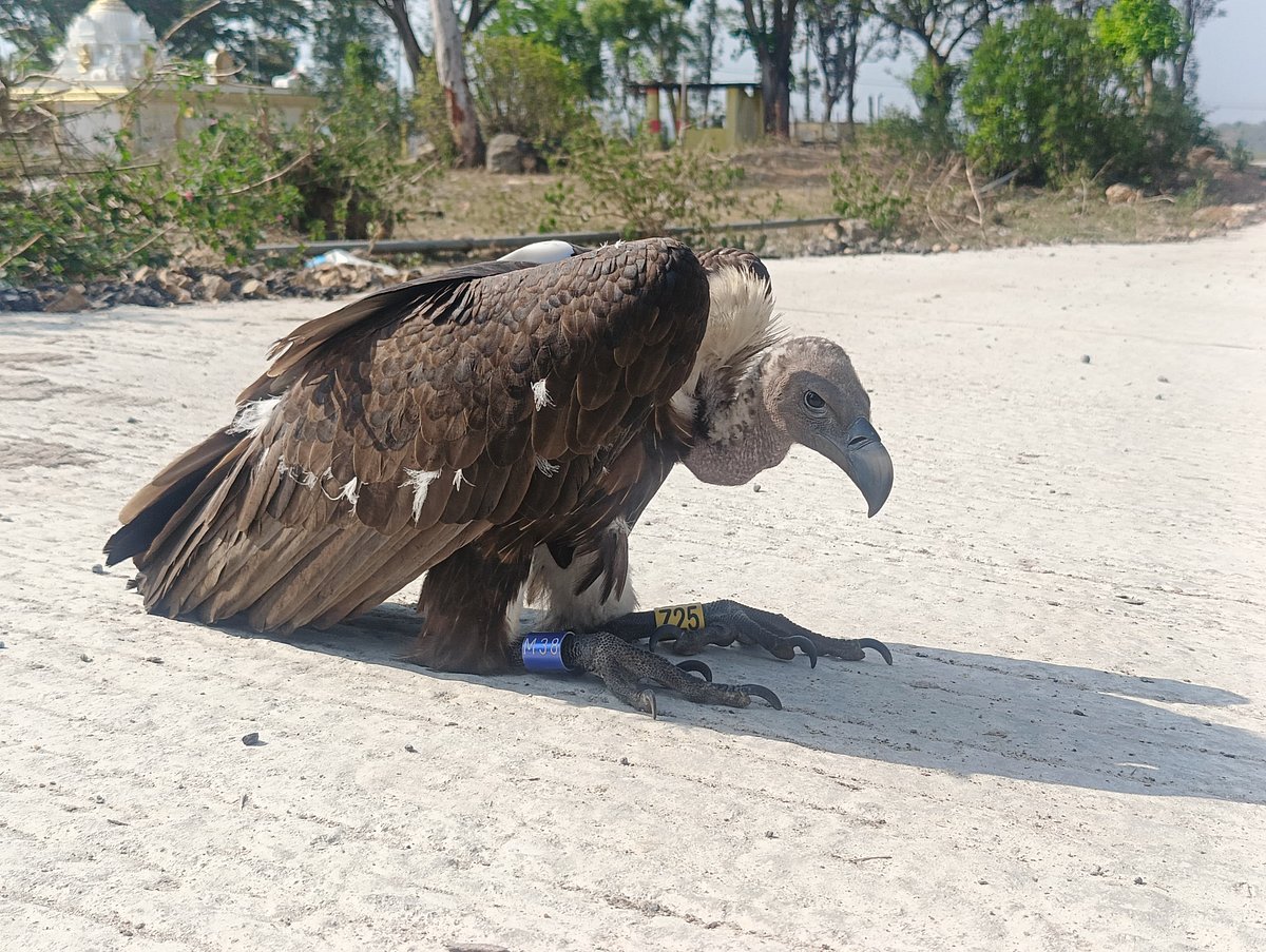 Vulture: மின்கம்பியில் முடிந்த பாறு கழுகின் வனாந்திர பெருங்கனவு - வேதனையில் ஆய்வாளர்கள்!