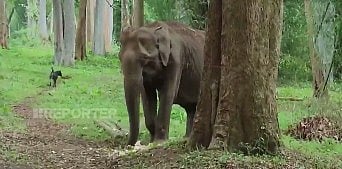 செகடி காட்டு யானை லட்சுமி