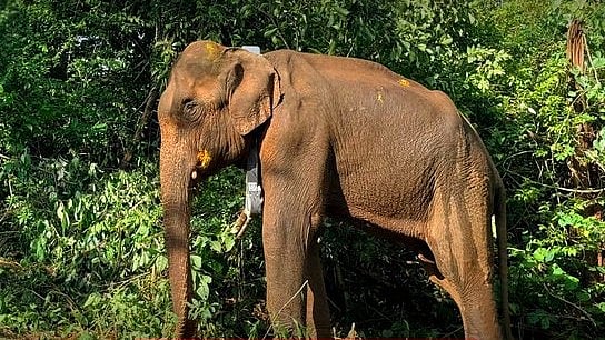 செகடி காட்டு யானை லட்சுமி