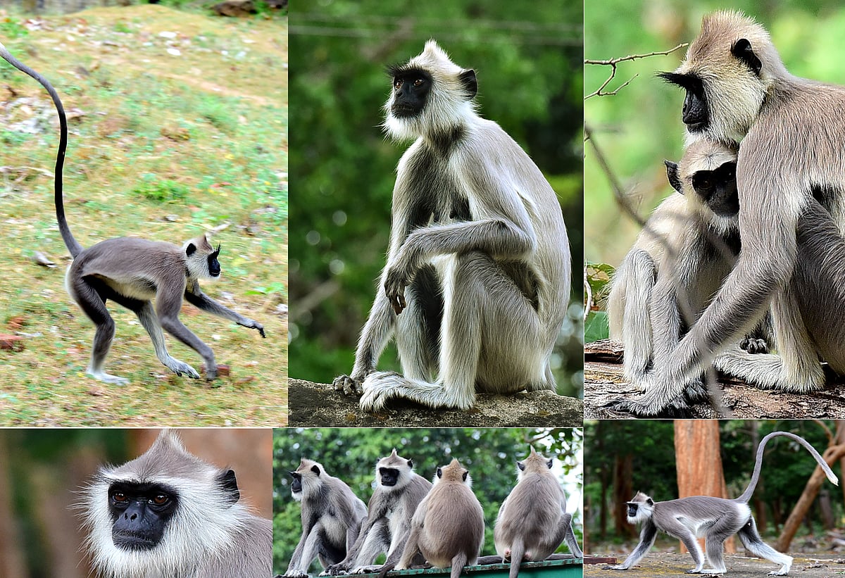 மேற்குத் தொடர்ச்சி மலையில் வாழும் சிங்கவால் குரங்குகள்! | Photo Album 