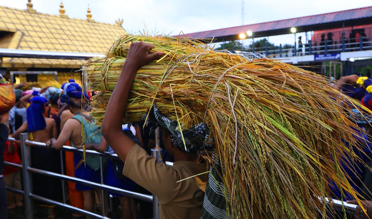 சபரிமலை ஐயப்ப சுவாமி கோயிலில் இன்று நிறைபுத்தரிசி பூஜை; நெற்கதிர்கள் எடுத்துவந்த காட்சி| Photo Album