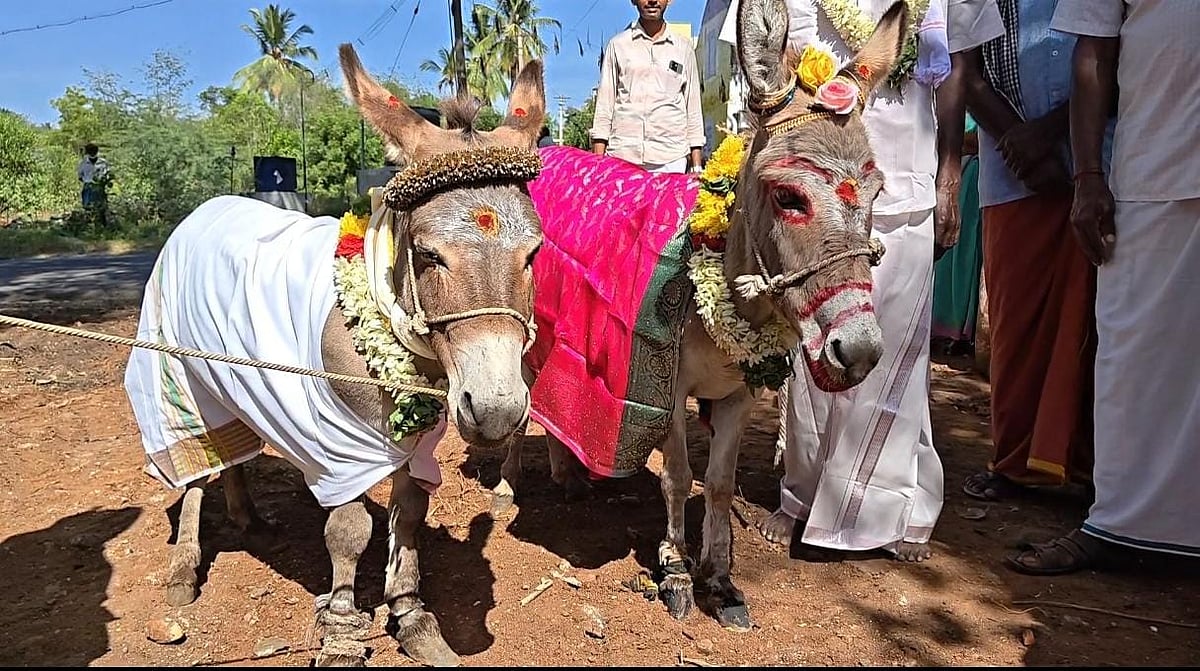 கோவை:  கழுதைகளுக்கு நடந்த திருமணம் – மழை வேண்டி நூதன வழிபாடு!