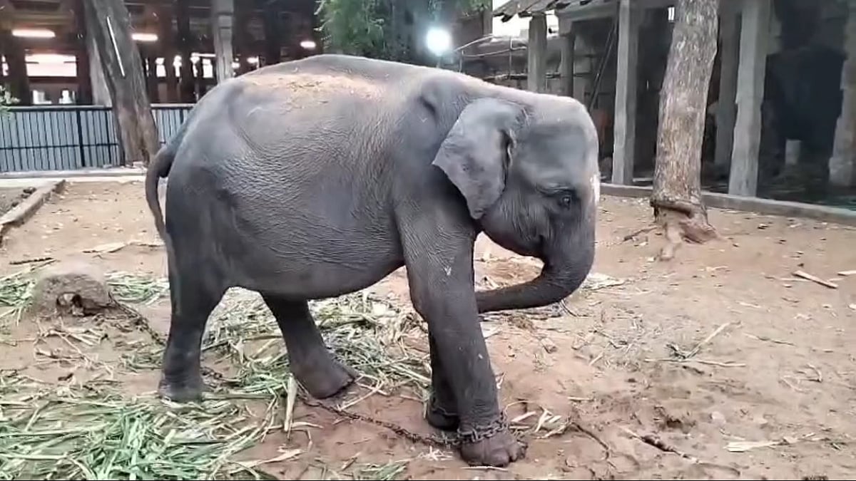 துர்கா யானை