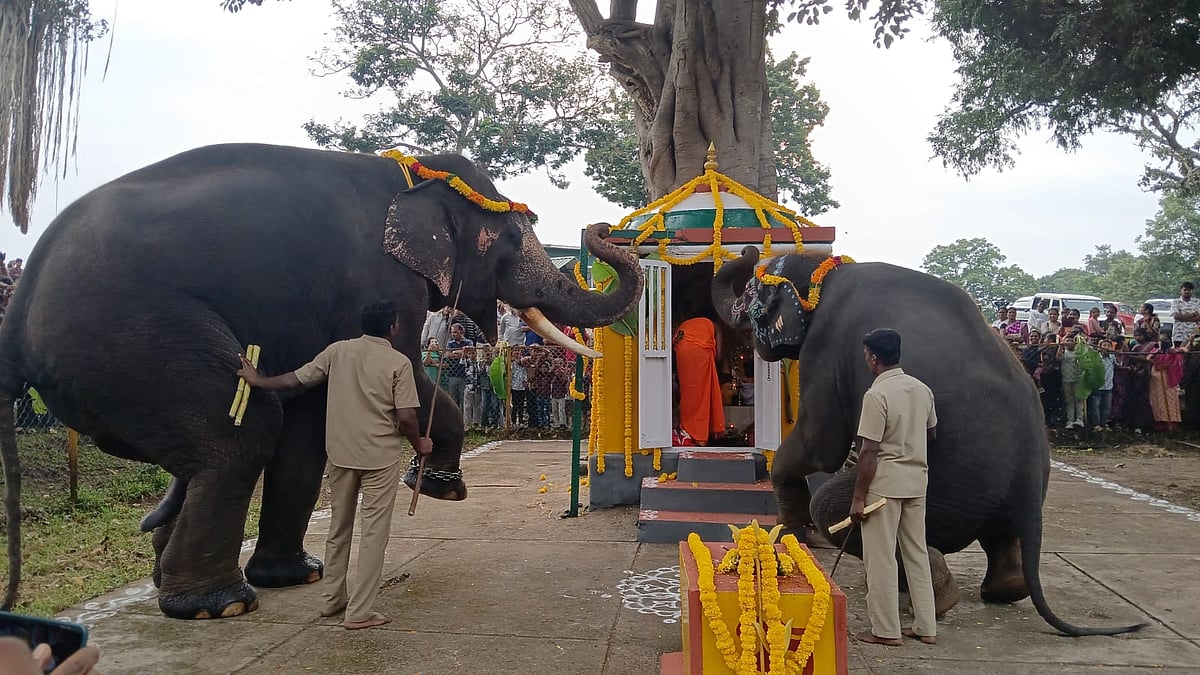 முதுமலை: விமர்சையாக நடைபெற்ற விநாயகர் சதுர்த்தி; யானைகளுக்கு சிறப்பு உணவுகள் வழங்கி மகிழ்விப்பு!