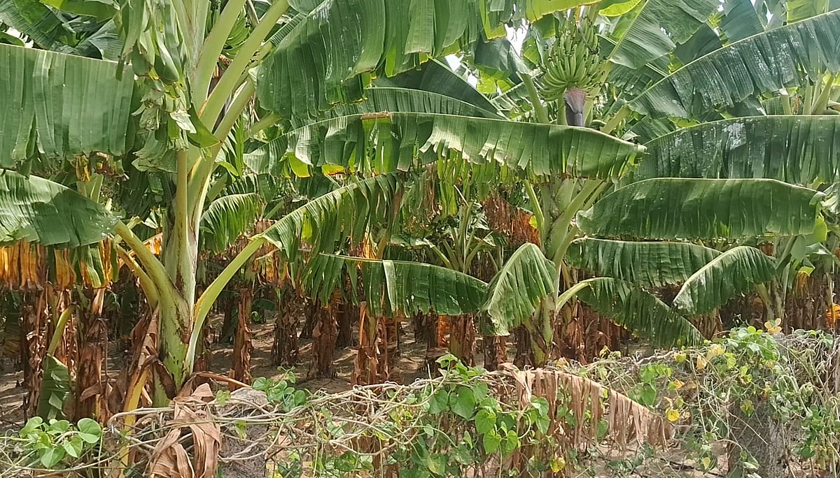 வாழைகள்