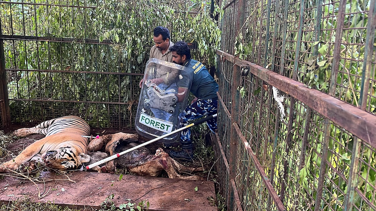 கூடலூர்: கூண்டுக்குள் சிக்கிய ஆட்கொல்லி புலி, முடிவுக்கு வந்த ஒரு மாத போராட்டம்! | Photos 