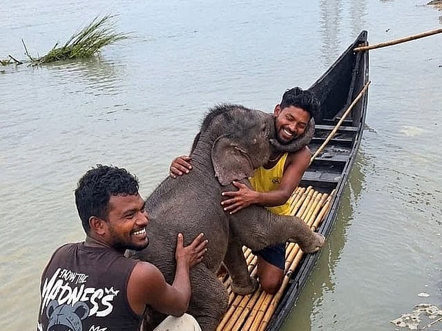 மேற்கு வங்கம்: நதியில் தத்தளித்த யானை குட்டி; உயிரைப் பணயம் வைத்து மீட்டு தாயுடன் சேர்த்த மீனவர்கள்