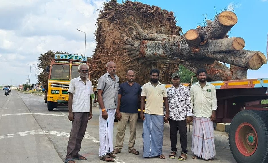 விறகுக்கு இரையாக இருந்த ஆல மரங்கள்; 200 கிமீ லாரிகளில் எடுத்து வந்து உயிர் கொடுத்த நல்லுள்ளங்கள்!