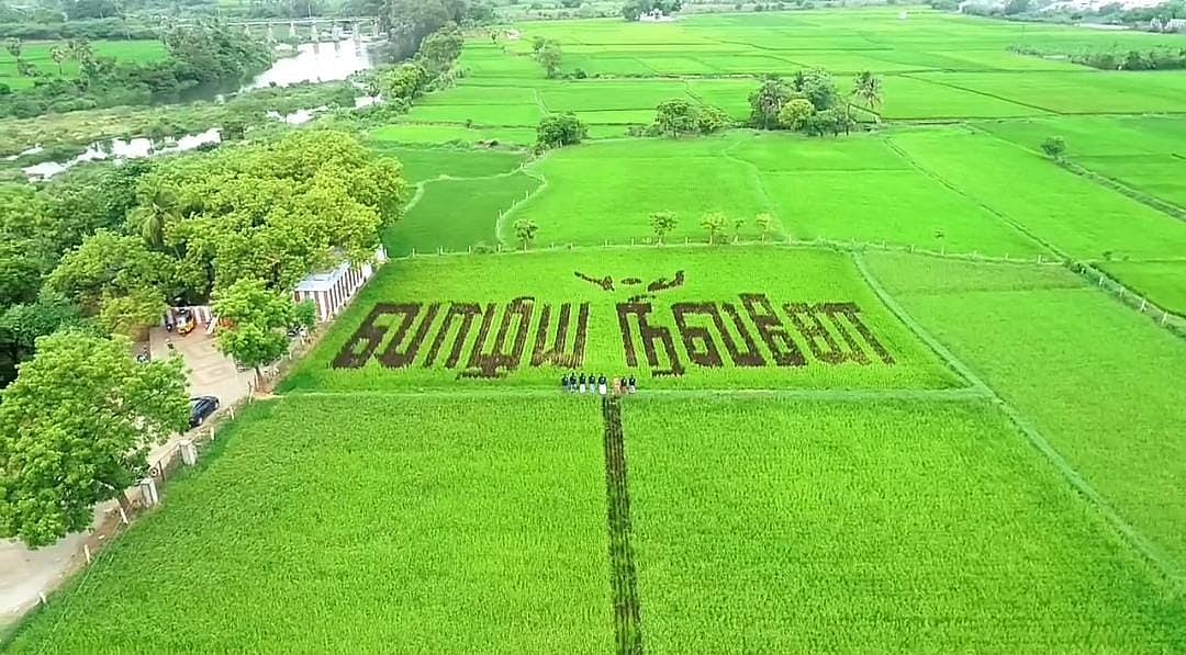 லெட்சுமி தேவியின் நெல் வயல்