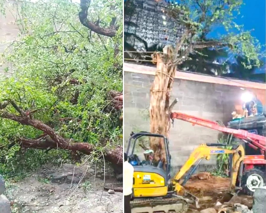 திருவண்ணாமலை அண்ணாமலையார் கோயிலில் சாய்ந்த வில்வ மரம்; மீண்டும் உயர்பெற்றதால் பக்தர்கள் மகிழ்ச்சி!