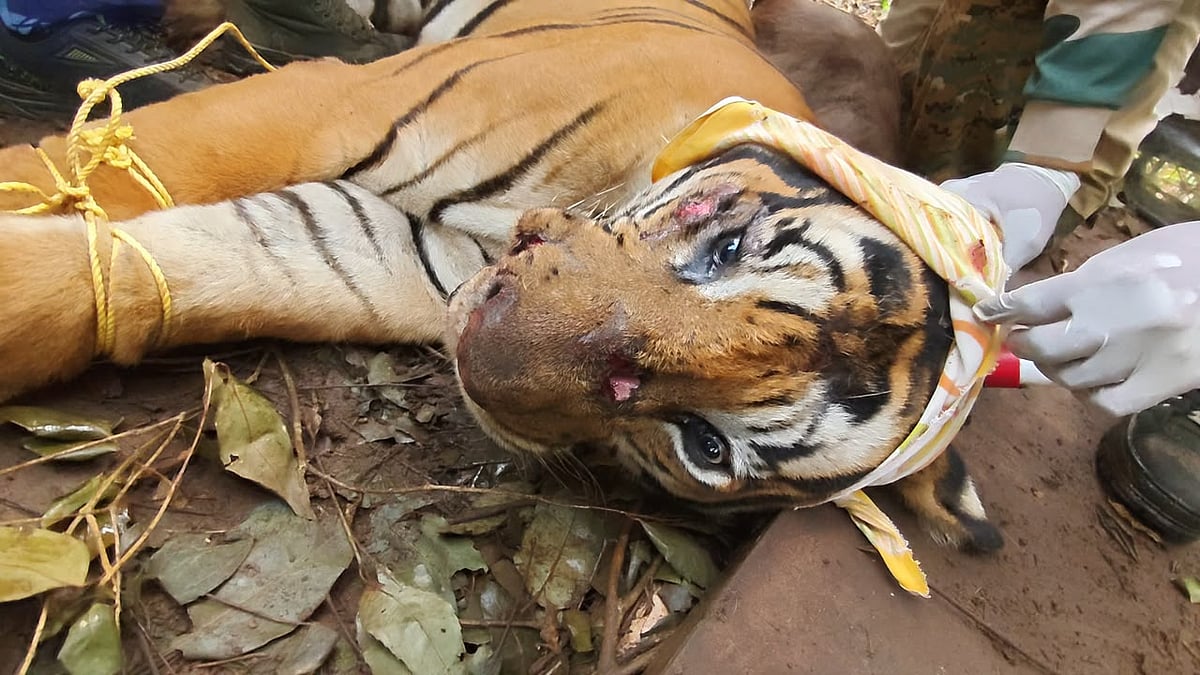 Tiger: வாழ்விடத்தை விட்டு வெளியேறிய காயம்பட்ட புலி; பிடித்து வண்டலூருக்கு அனுப்பிய வனத்துறை | Photos