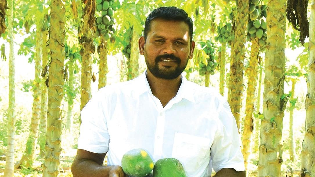 Pasumai Vikatan - 10 November 2026 - பலபயிர்ச் சாகுபடி ...