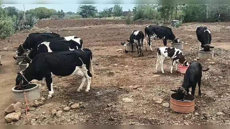 மகாராஷ்டிரா வறட்சி: 13000 பேர் தற்கொலை? தாலியை அடகு வைத்து கால்நடை தீவனம் வாங்கும் விவசாயிகள்